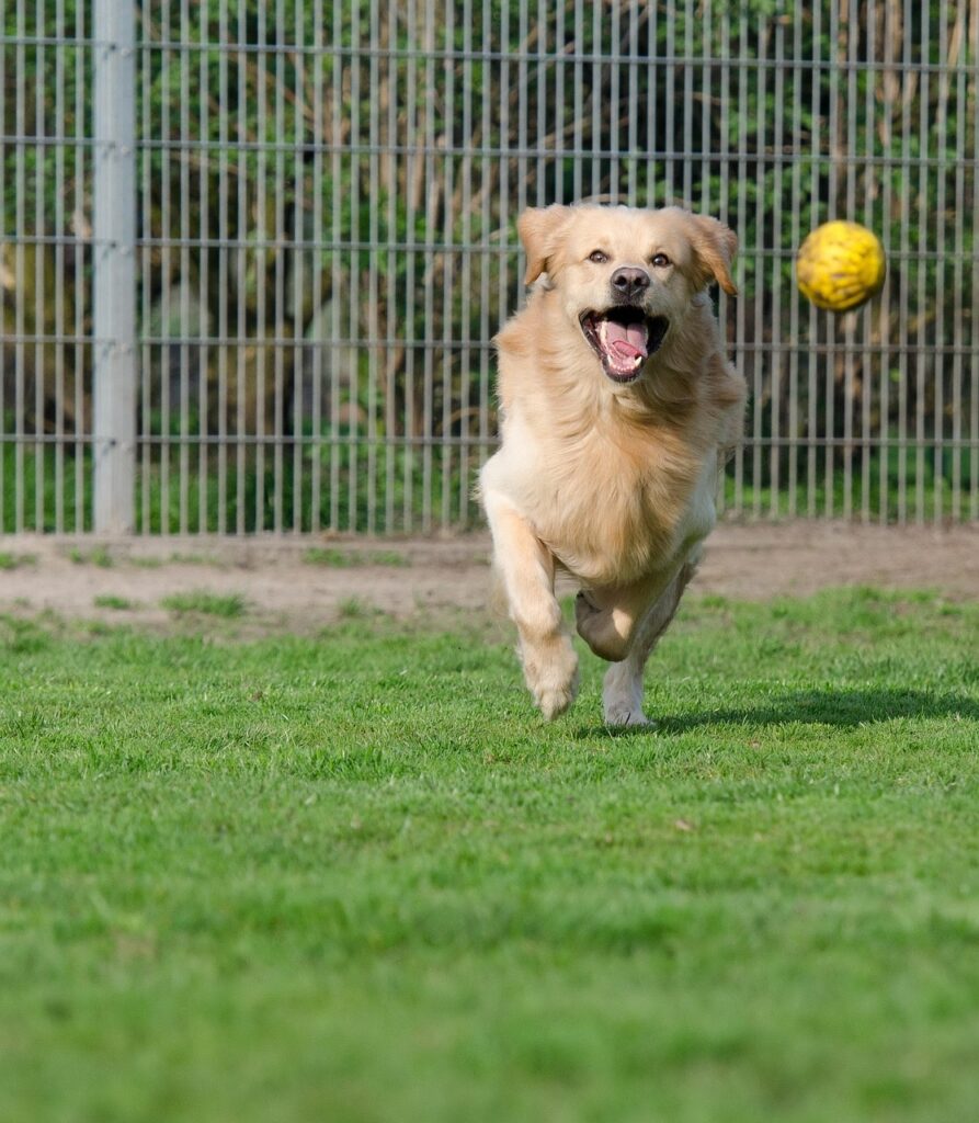 golden retriever, animal shelter, dog boarding, animal boarding, purebred dog, dog runs after ball, on ball hunting, motion recording, meadow, spout, enclosure, dog on ball hunt, dog plays, fetch ball, golden retriever, golden retriever, golden retriever, golden retriever, animal shelter, animal shelter, animal shelter, animal shelter, animal shelter, dog boarding, dog boarding