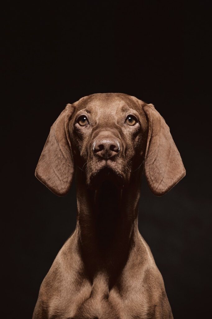 animals, vizsla, hunting dog, nature, portrait