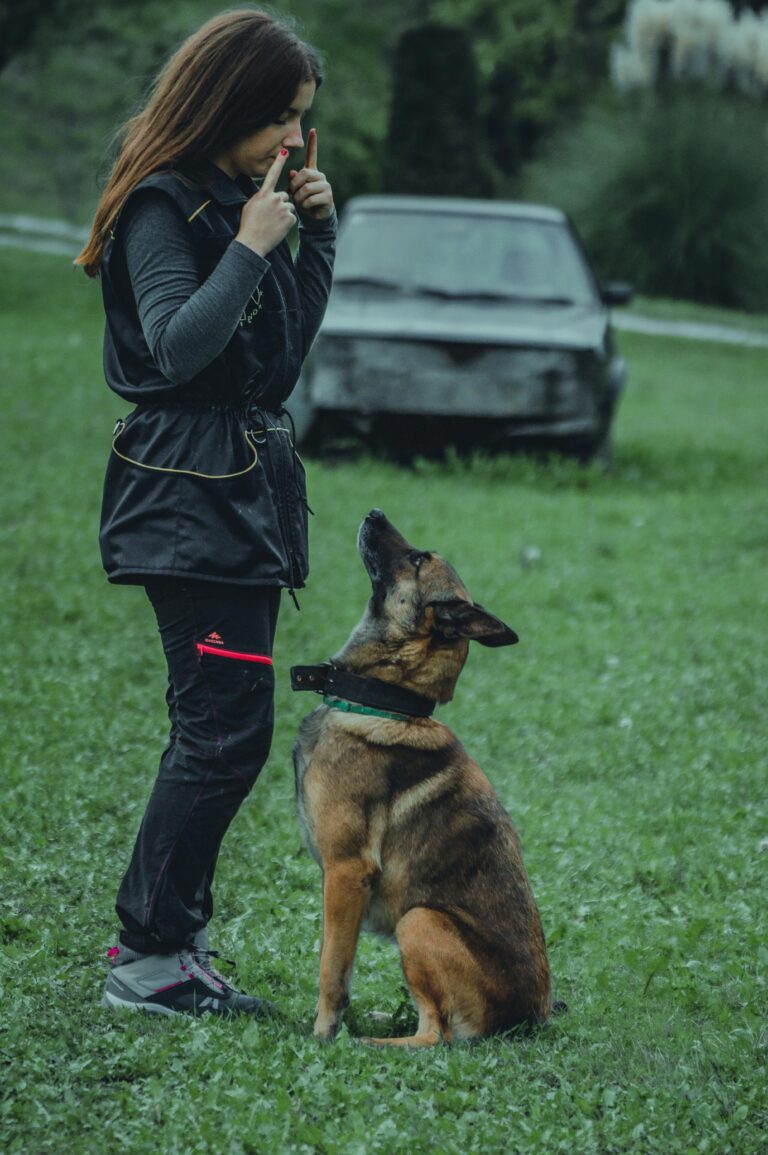 A woman instructs a German Shepherd during an outdoor training session on grass.