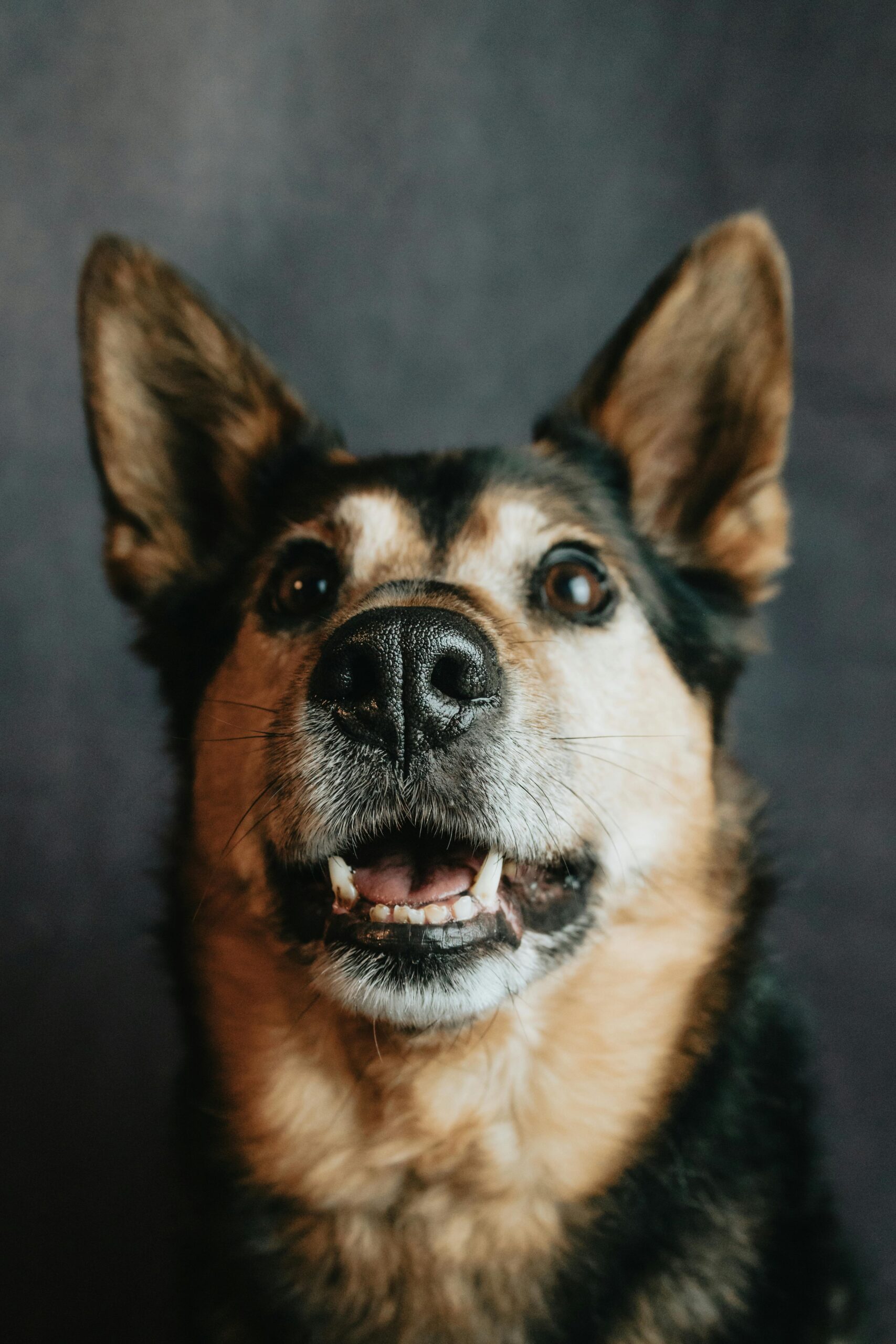 Shelter dog waiting calmly